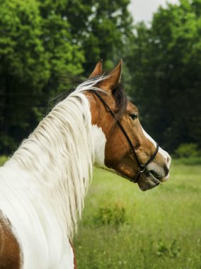 White horse kahverengi noktalar ve ışık yele ayakta yeşil çimenlerin üzerinde