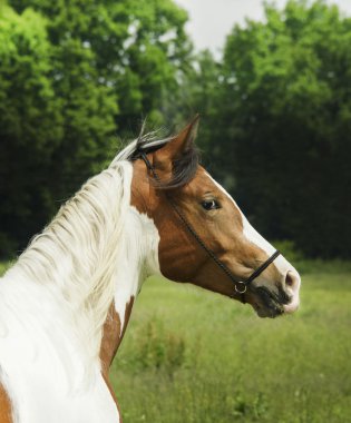 White horse kahverengi noktalar ve ışık yele ayakta yeşil çimenlerin üzerinde