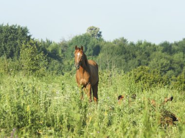 yeşil çim alanda ışık yele ve baş beyaz blaze ile kırmızı at standları 