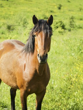 yeşil çim alanda ışık yele ve baş beyaz blaze ile kırmızı at standları 