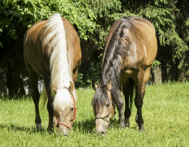 iki at bir beyaz ve bir siyah yele ayakta çim yeşil ağaçlar arka plan üzerinde kahverengi