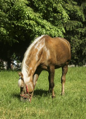 siyah yele ile hafif kahverengi at çim yeşil ağaçlar bir arka plan üzerinde bekliyoruz