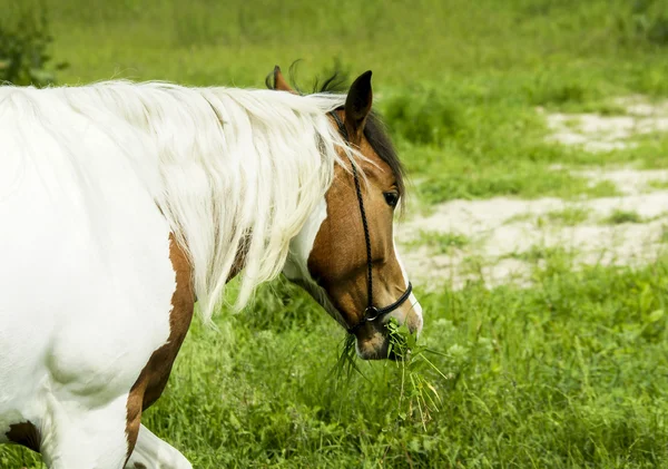 Cavalo branco com manchas marrons e crina clara em pé na grama verde — Fotografia de Stock