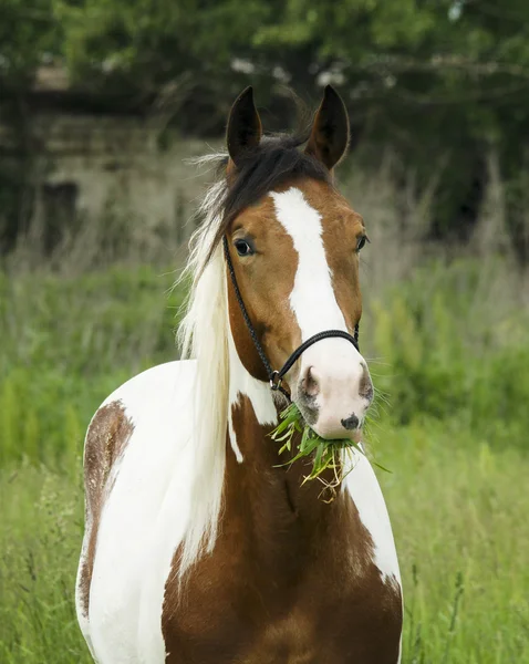 茶色の斑点と緑の草の上に軽い鬣立って白い馬 — ストック写真