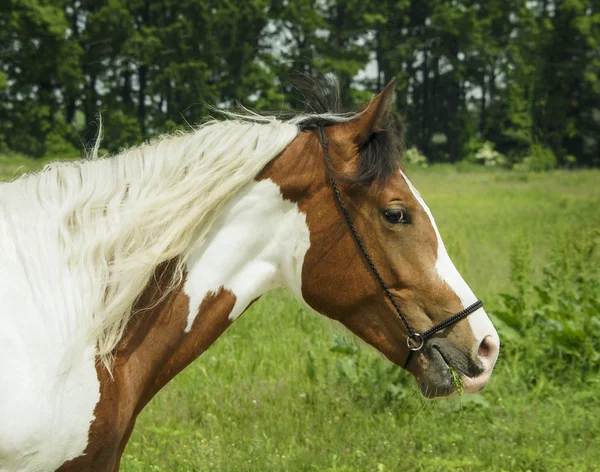 茶色の斑点と緑の草の上に軽い鬣立って白い馬 — ストック写真