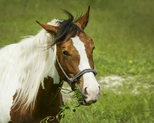 Cheval blanc avec des taches brunes et crinière claire debout sur l'herbe verte — Photo