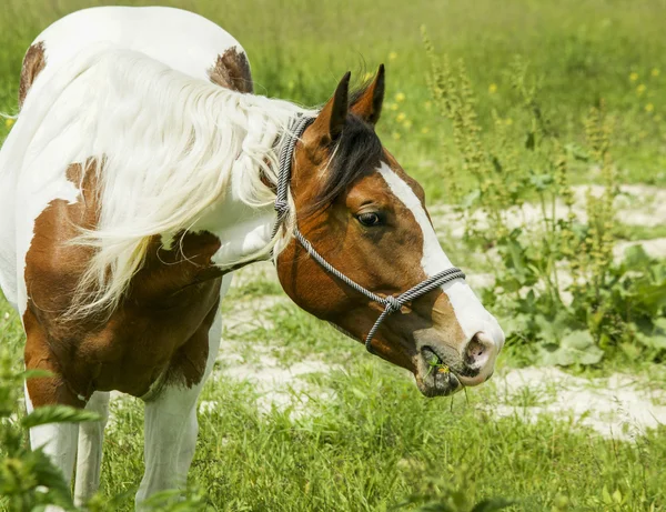 Bílý kůň s hnědými skvrnami a lehké hřívu stojící na zelené trávě — Stock fotografie