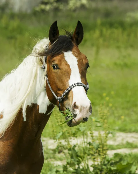 White horse met bruine vlekken en lichte mane staande op groen gras — Stockfoto