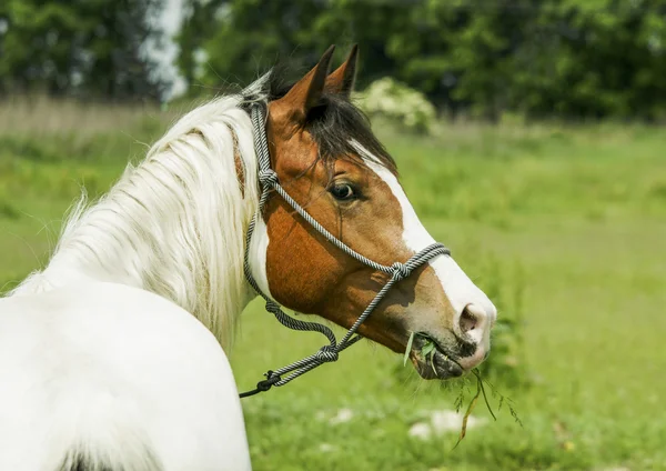 White horse met bruine vlekken en lichte mane staande op groen gras — Stockfoto