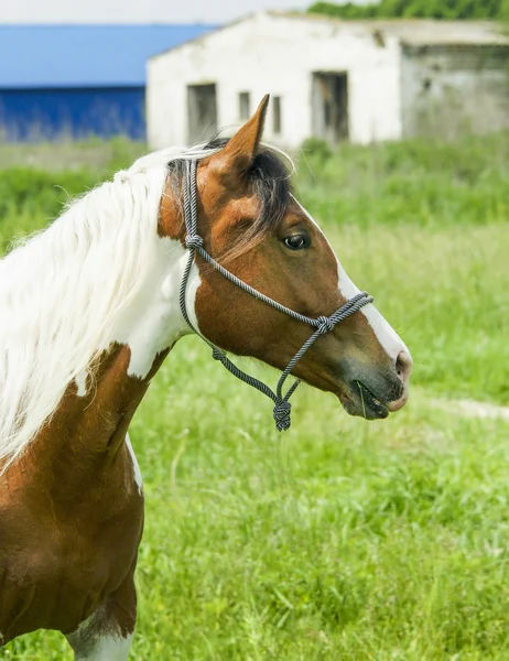 White horse met bruine vlekken en lichte mane staande op groen gras — Stockfoto