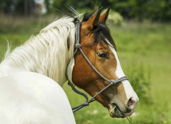 Vit häst med bruna fläckar och ljus mane står på grönt gräs — Stockfoto