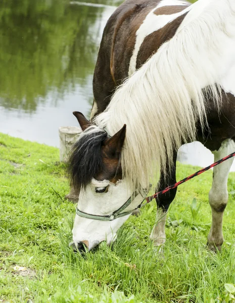 茶色の斑点と緑の草の上に軽い鬣立って白い馬 — ストック写真