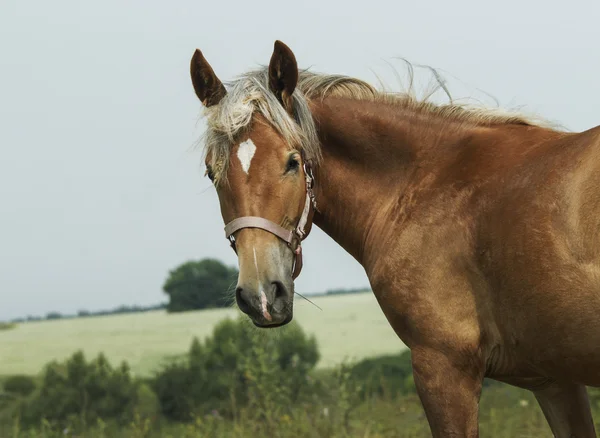 Caballo rojo con melena clara y blanco resplandor en la cabeza se encuentra en el campo en la hierba verde — Foto de Stock