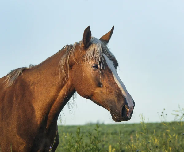 Cavalo vermelho com crina clara e branco chama na cabeça fica no campo na grama verde — Fotografia de Stock