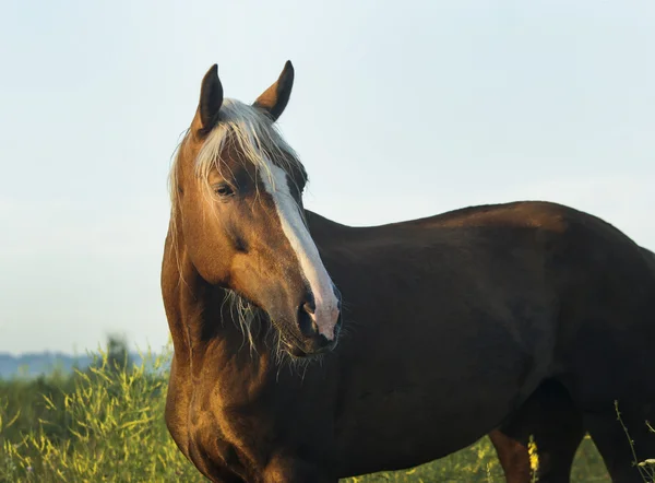 Cavalo vermelho com crina clara e branco chama na cabeça fica no campo na grama verde — Fotografia de Stock