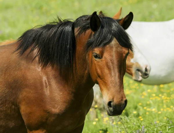 Cavalo vermelho com crina clara e branco chama na cabeça fica no campo na grama verde — Fotografia de Stock