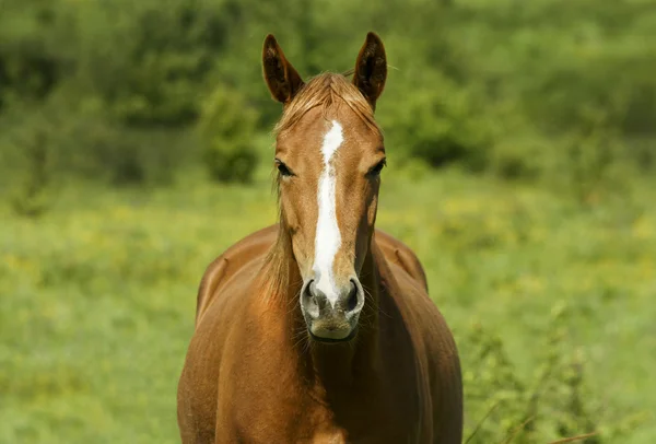 Cavallo rosso con criniera leggera e fiammata bianca sulla testa si erge sul campo sull'erba verde — Foto Stock