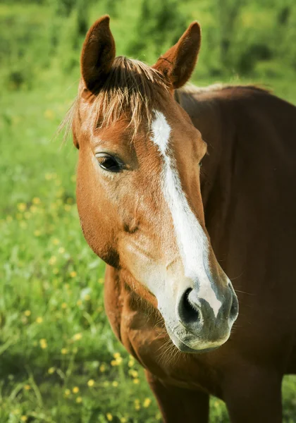 Cheval rouge avec crinière légère et flamme blanche sur la tête se tient sur le terrain sur l'herbe verte — Photo