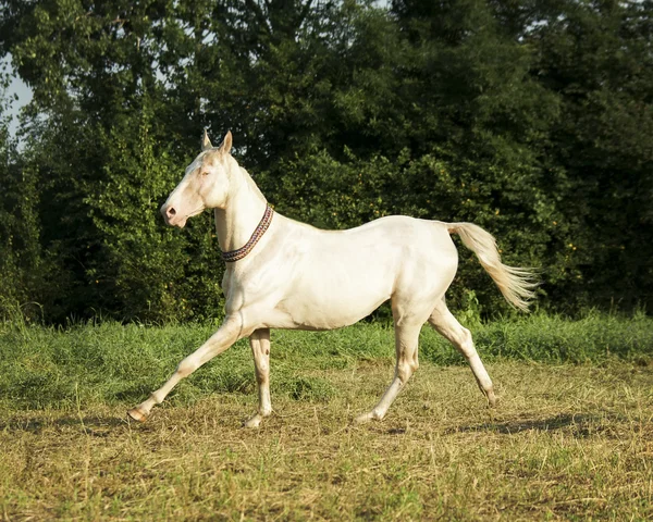 Cavallo bianco in piedi su uno sfondo di alberi verdi — Foto Stock