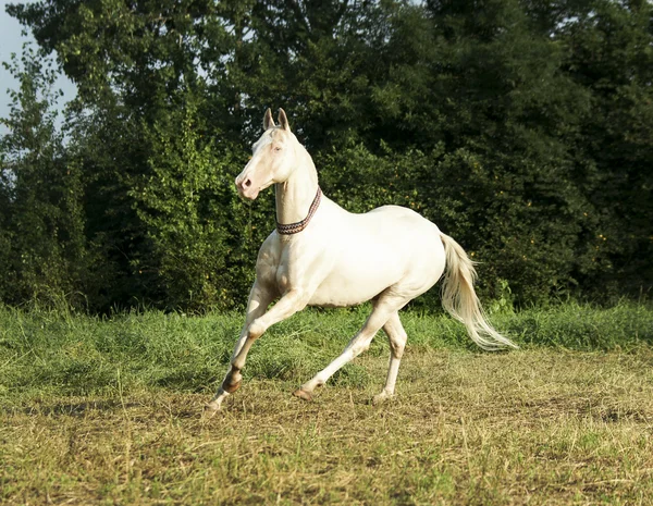 White horse standing on a background of green trees — Stock Photo, Image