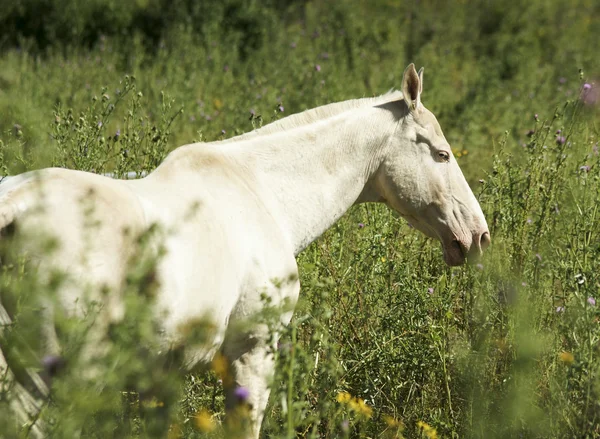 Cavalo branco em pé sobre um fundo de árvores verdes — Fotografia de Stock