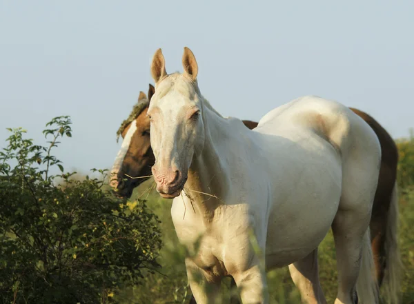 Cavalo branco em pé sobre um fundo de árvores verdes — Fotografia de Stock