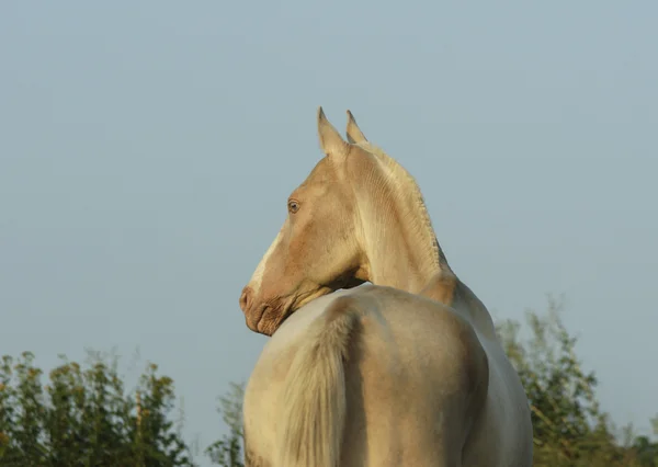 Cavalo branco em pé sobre um fundo de árvores verdes — Fotografia de Stock