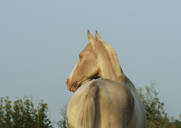 Белая лошадь стоит на фоне зеленых деревьев
