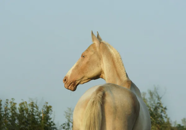 Cavallo bianco in piedi su uno sfondo di alberi verdi — Foto Stock