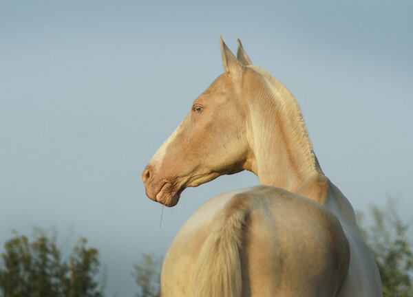 Белая лошадь стоит на фоне зеленых деревьев
