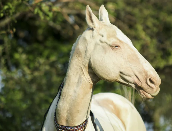 Cavalo branco em pé sobre um fundo de árvores verdes — Fotografia de Stock