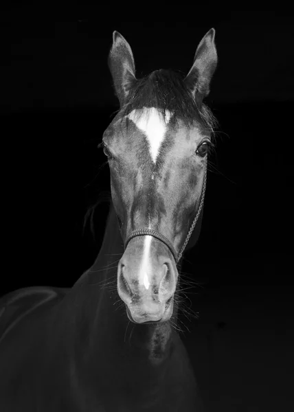 Black horse in a halter and a dark mane and a white blaze on his head on a black background — Stock Photo, Image