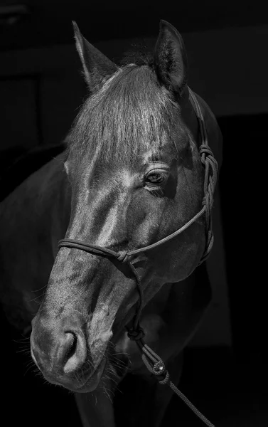 Cavalo preto em um halter e uma crina escura e uma chama branca em sua cabeça em um fundo preto — Fotografia de Stock