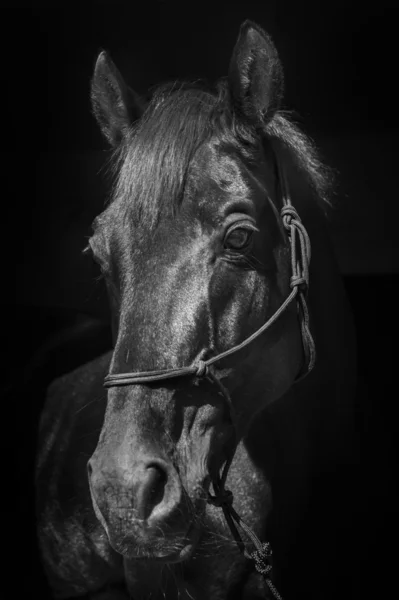 Black horse in a halter and a dark mane and a white blaze on his head on a black background — Stock Photo, Image