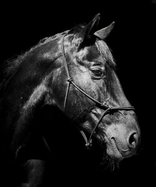 Zwarte paard in een halter en een donkere manen en een witte gloed op zijn hoofd op een zwarte achtergrond — Stockfoto