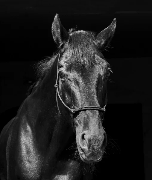 Zwarte paard in een halter en een donkere manen en een witte gloed op zijn hoofd op een zwarte achtergrond — Stockfoto