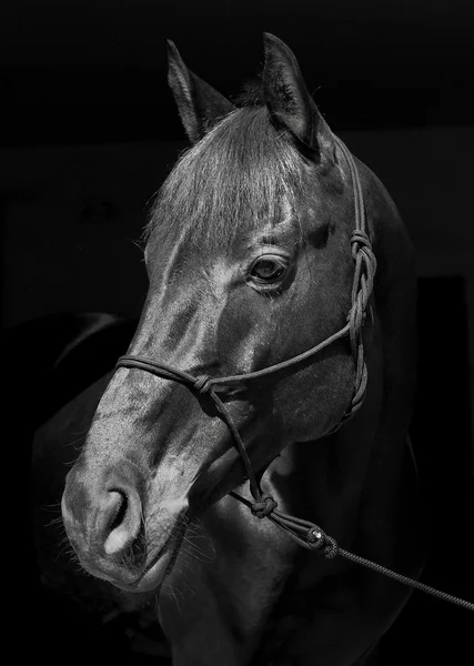 bir yular ve karanlık bir yele ve başını bir siyah arka plan üzerine beyaz bir yangın siyah at