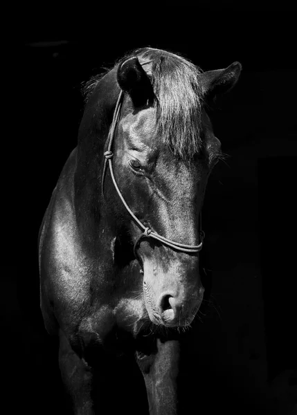 Cavallo nero in un alone e una criniera scura e una fiammata bianca sulla sua testa su uno sfondo nero — Foto Stock