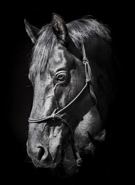 bir yular ve karanlık bir yele ve başını bir siyah arka plan üzerine beyaz bir yangın siyah at