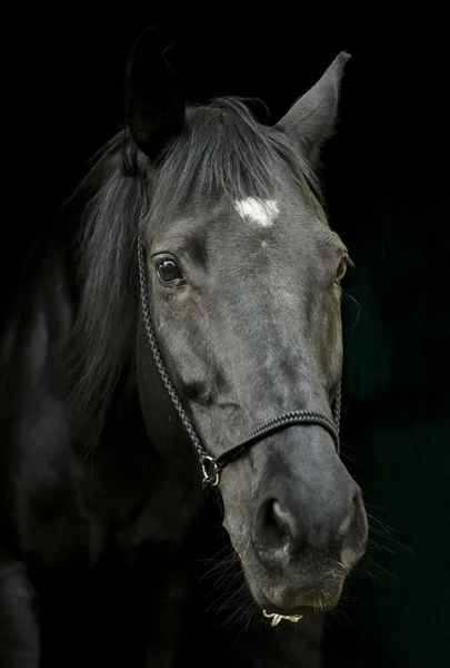 Caballo negro en un halter y una melena oscura y un blanco resplandor en su cabeza sobre un fondo negro —  Fotos de Stock