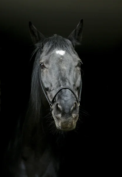 Egy kötőfék, egy sötét sörény és a fehér folt a fején fekete alapon fekete ló — Stock Fotó