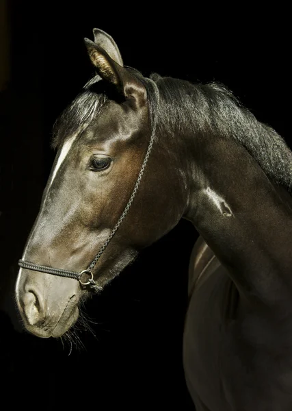 Cavalo preto em um halter e uma crina escura e uma chama branca em sua cabeça em um fundo preto — Fotografia de Stock