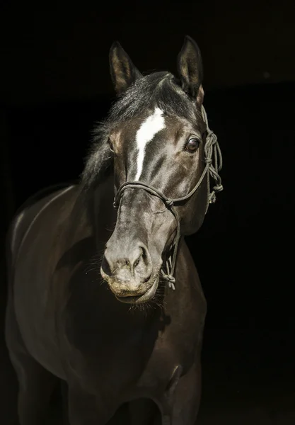 Egy kötőfék, egy sötét sörény és a fehér folt a fején fekete alapon fekete ló — Stock Fotó