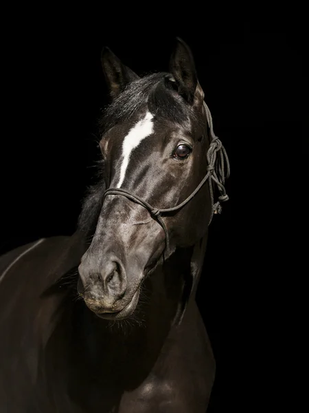 Cavalo preto em um halter e uma crina escura e uma chama branca em sua cabeça em um fundo preto — Fotografia de Stock