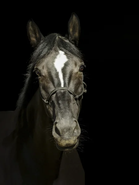 bir yular ve karanlık bir yele ve başını bir siyah arka plan üzerine beyaz bir yangın siyah at