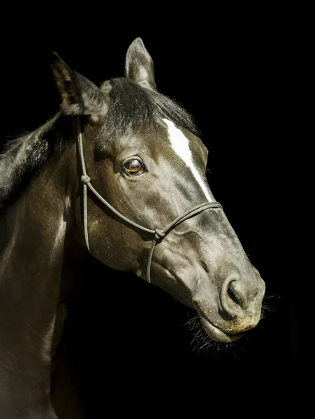 Czarny koń w pewien uździenica i ciemne grzywa i biały blask na głowie na czarnym tle — Zdjęcie stockowe