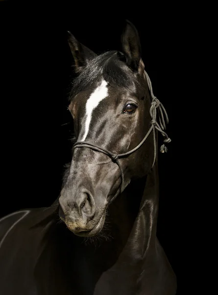 bir yular ve karanlık bir yele ve başını bir siyah arka plan üzerine beyaz bir yangın siyah at