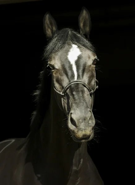 Schwarzes Pferd mit Halfter und dunkler Mähne und weißer Flamme auf dem Kopf auf schwarzem Hintergrund — Stockfoto