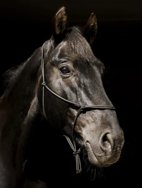 Caballo negro en un halter y una melena oscura y un blanco resplandor en su cabeza sobre un fondo negro —  Fotos de Stock