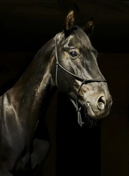 Caballo negro en un halter y una melena oscura y un blanco resplandor en su cabeza sobre un fondo negro —  Fotos de Stock